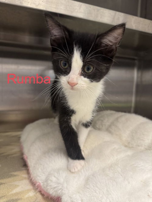 Rumba