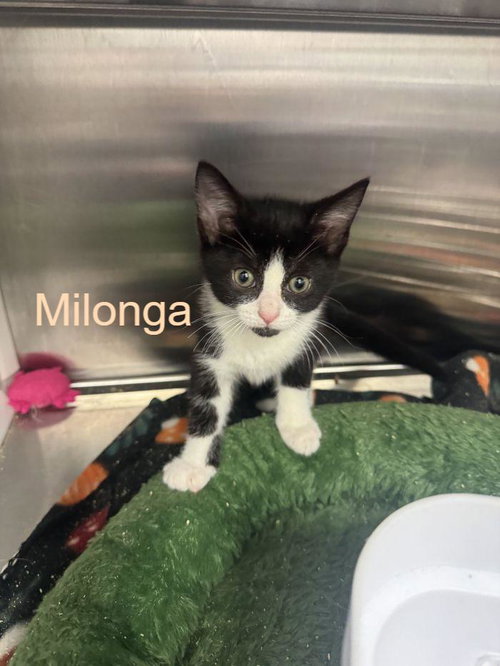 Milonga