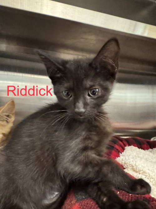 Riddick