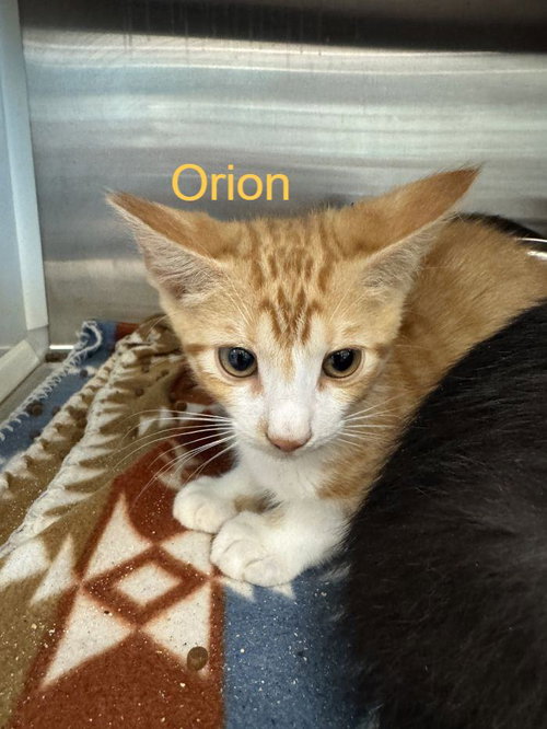 Orion