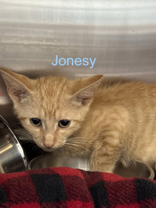 Jonesy