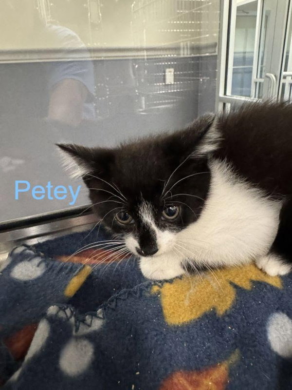 Petey