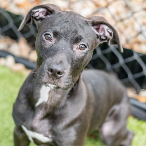 Clyde, an adoptable Labrador Retriever in Hilton Head, SC