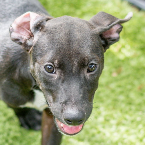 Garrett & Graham, an adoptable Labrador Retriever in Hilton Head, SC