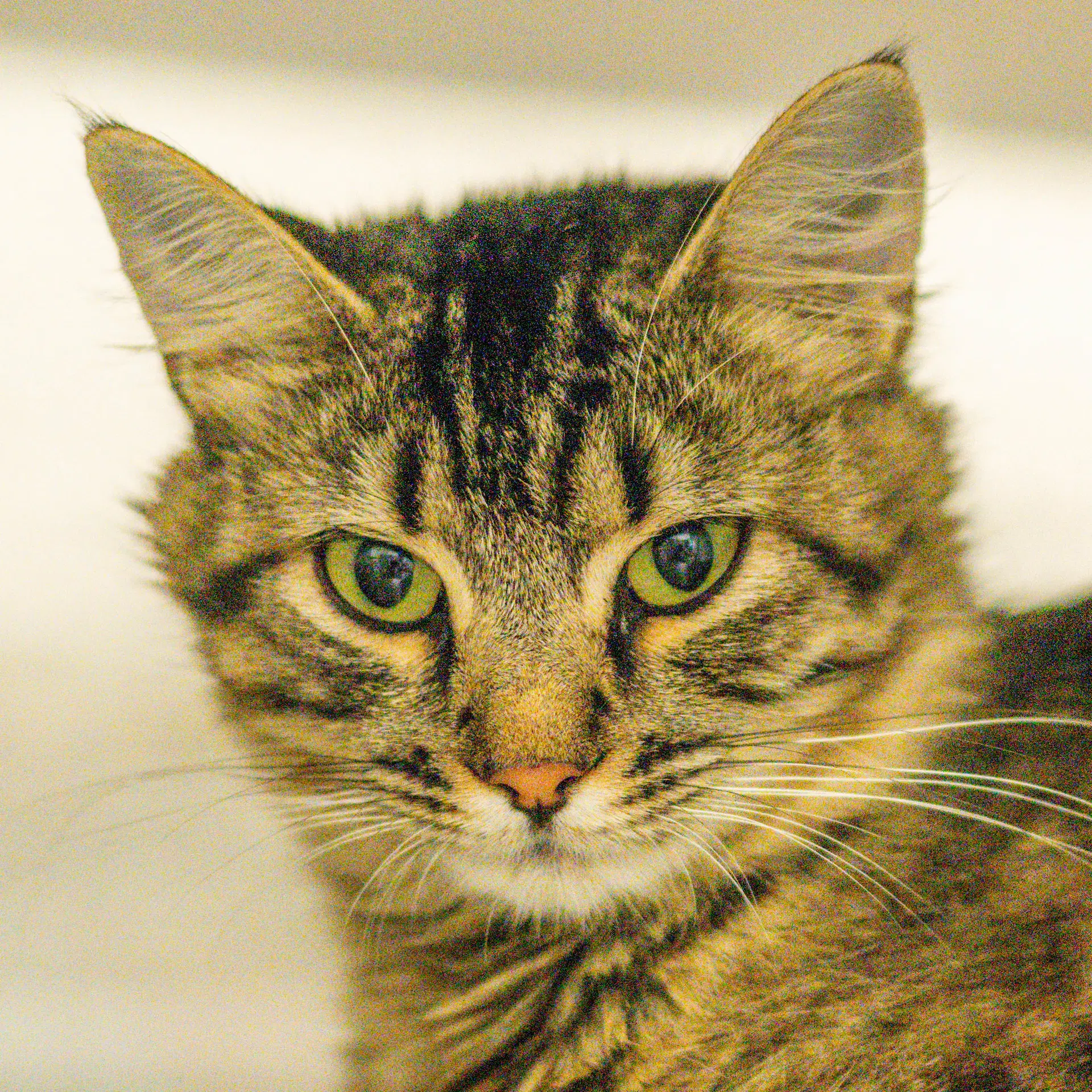 Razzmatazz - Domestic Medium Hair