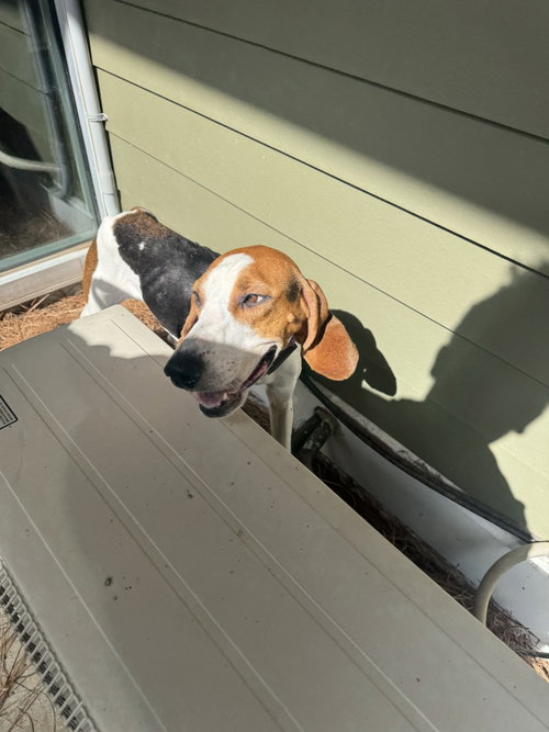 Pippa