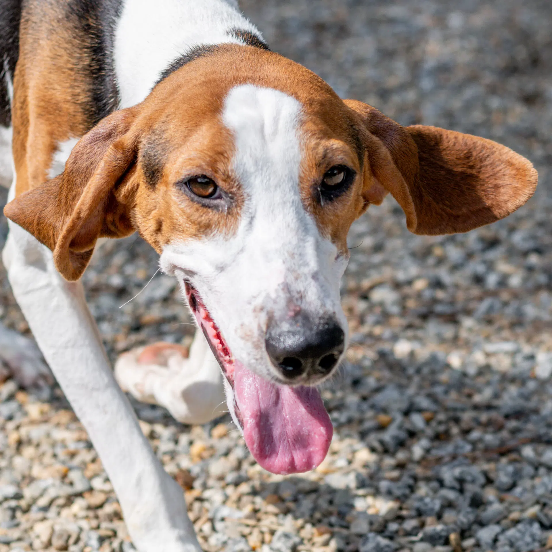 Pippa - Hound
