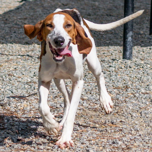 Pippa photo 2