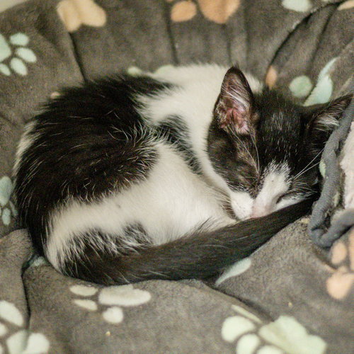Ridley, an adoptable Domestic Short Hair in Hilton Head, SC