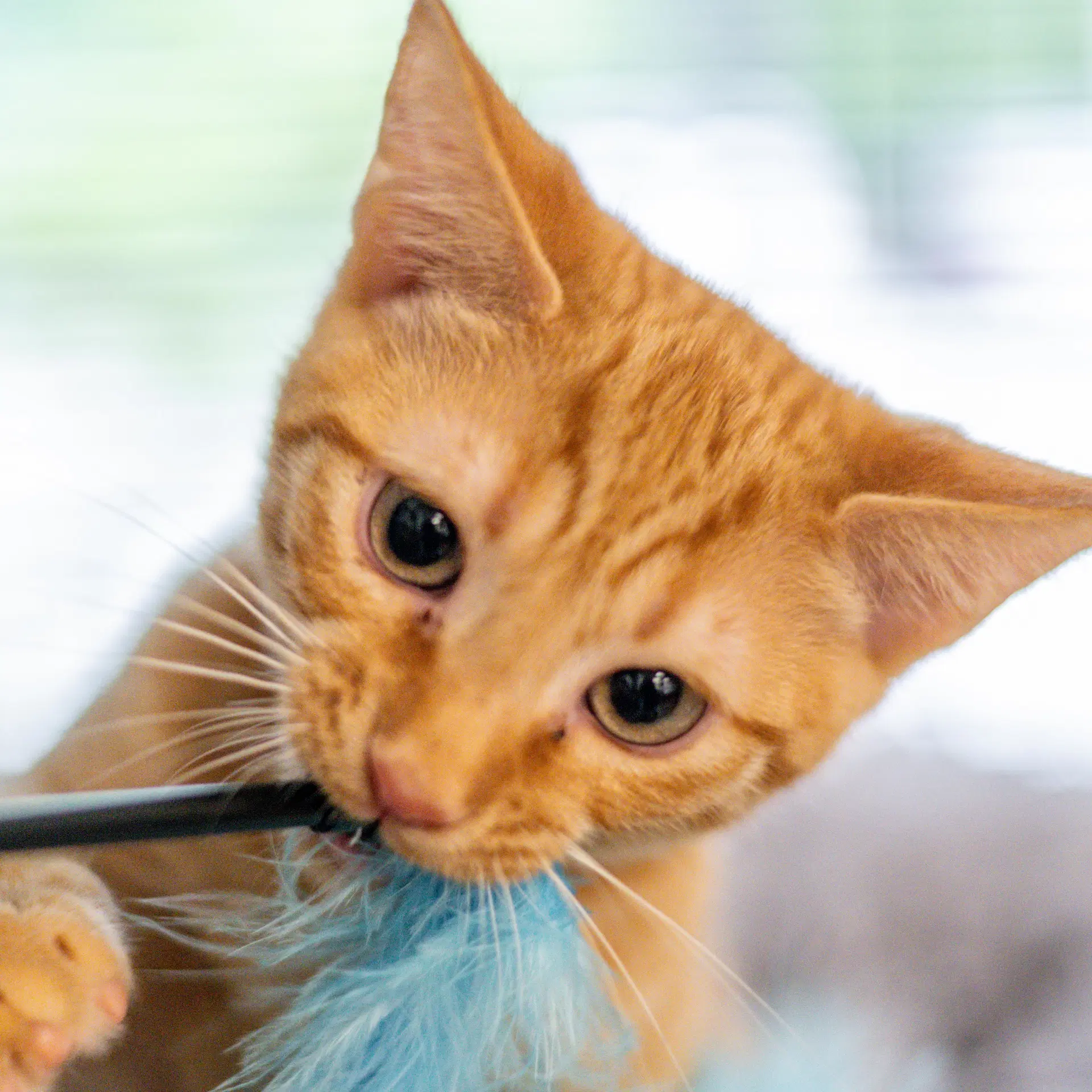 Poptart - Domestic Short Hair