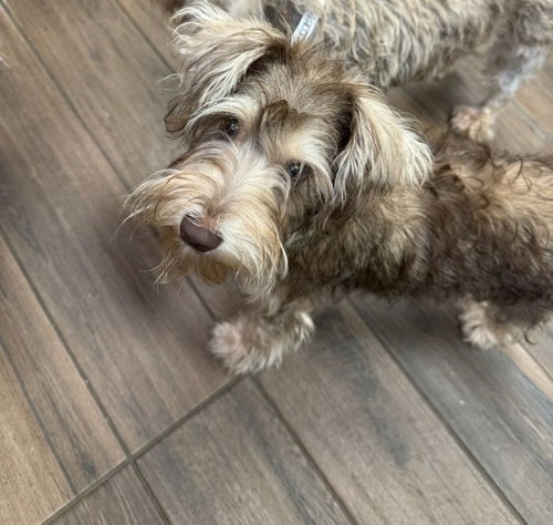 Mitzi