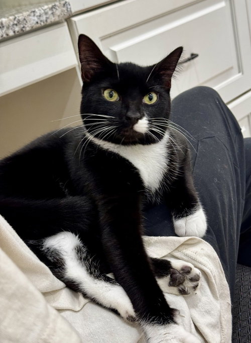 Callie photo 2