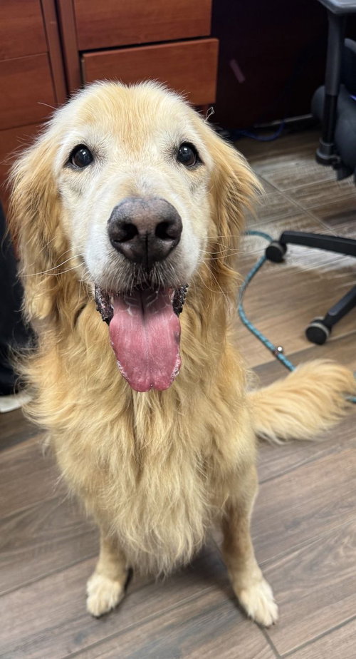 Leo, an adoptable Golden Retriever in Hilton Head, SC