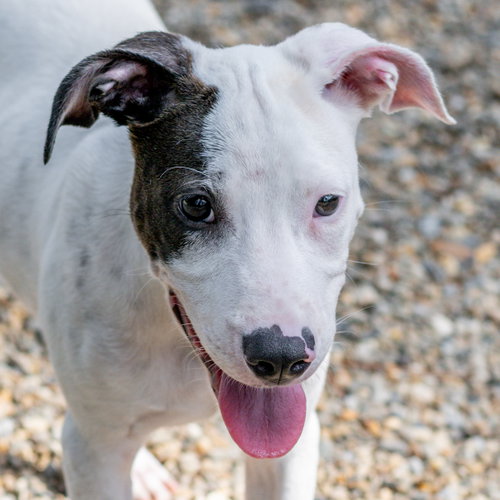 Timmy, an adoptable Hound in Hilton Head, SC