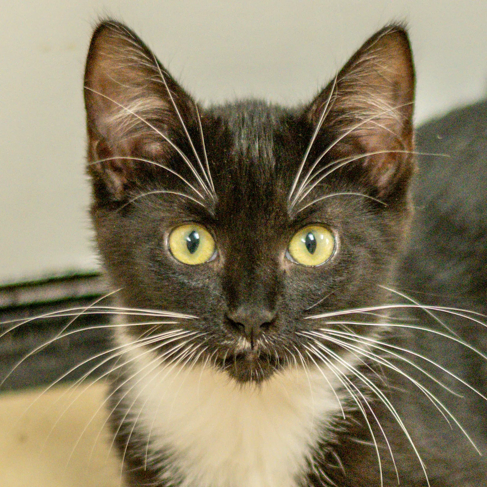 Whitney - Domestic Short Hair
