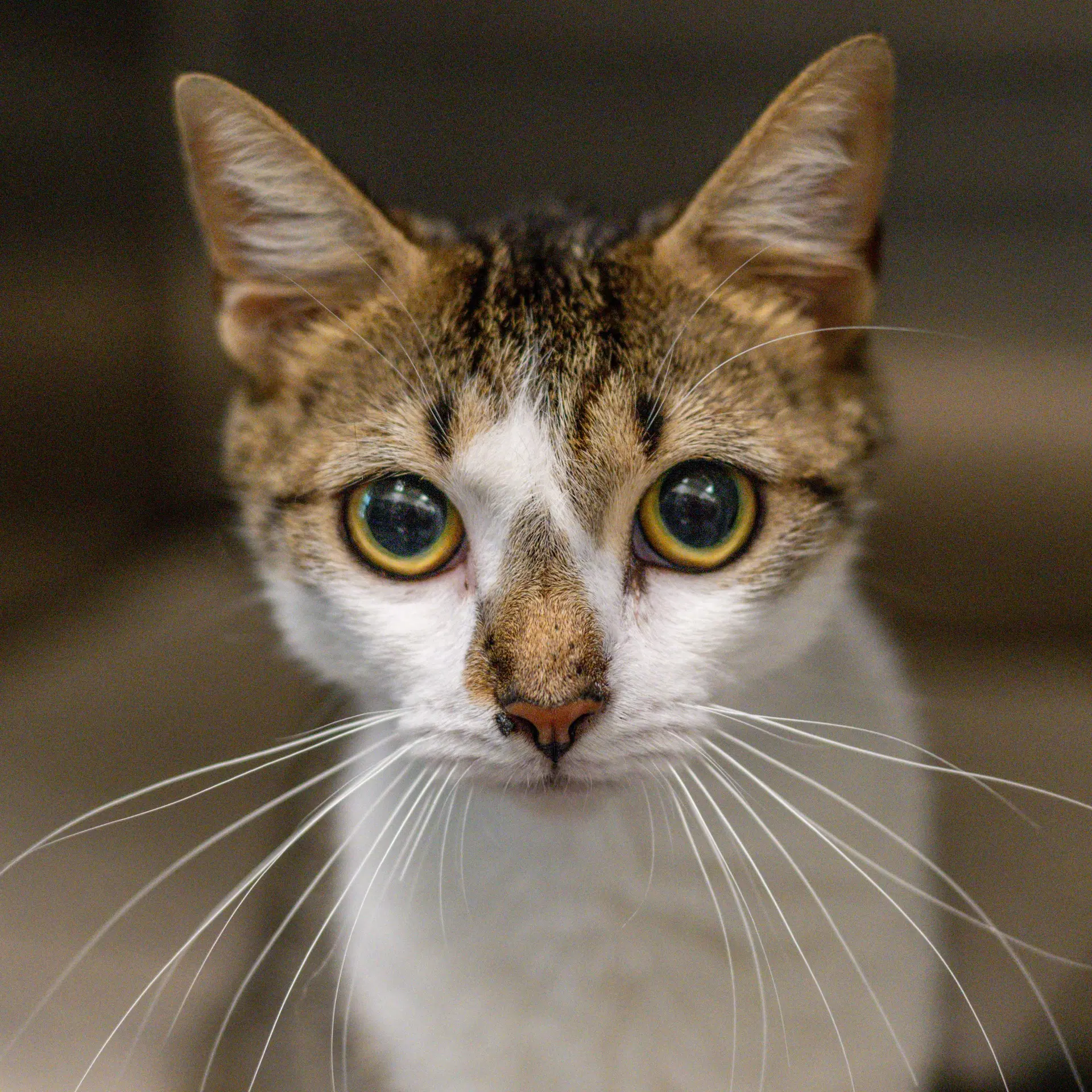 Miss Patty - Domestic Short Hair