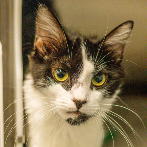 Ophelia, an adoptable Domestic Short Hair in Hilton Head, SC