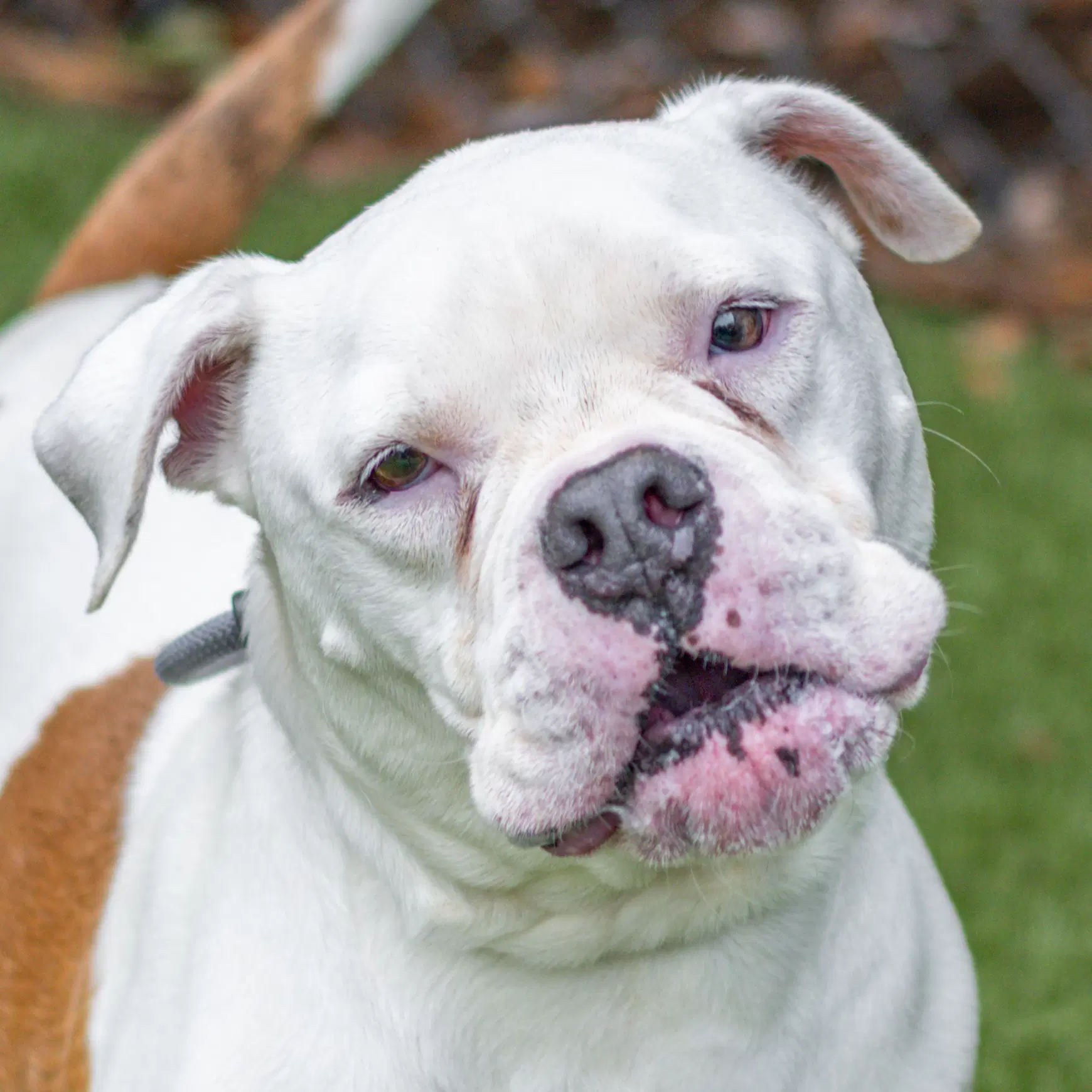 Chase - Bulldog