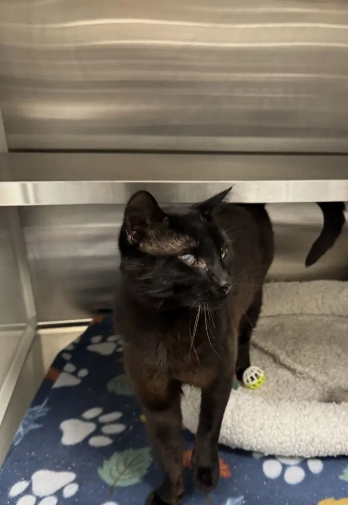 Cinder - Domestic Short Hair