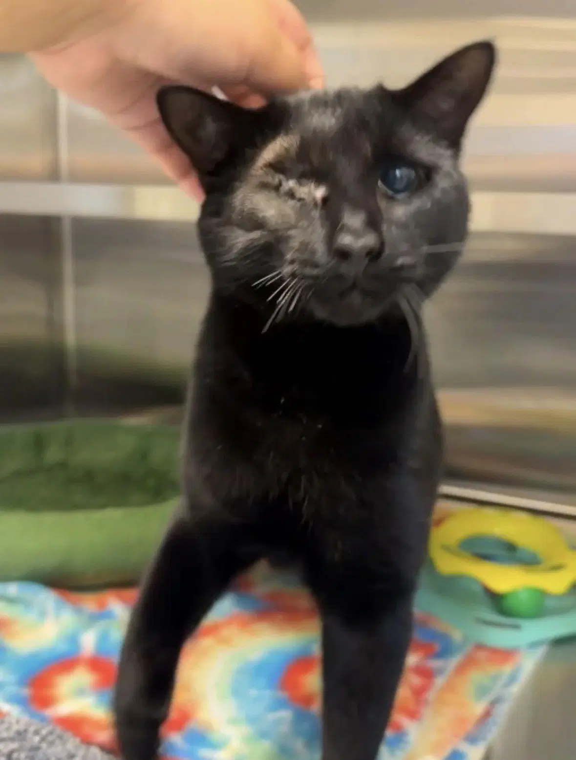 Nick Fury - Domestic Short Hair