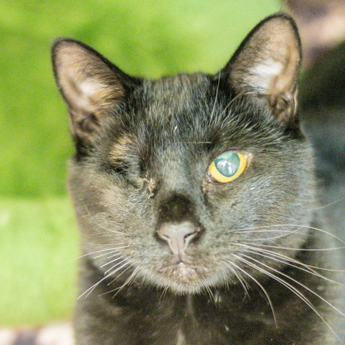 Nick Fury, a cat for adoption from Hilton Head Humane Association
