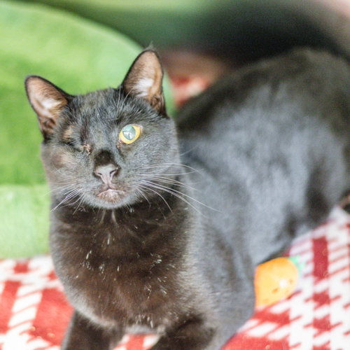 Nick Fury, an adoptable Domestic Short Hair / Mixed (short coat)