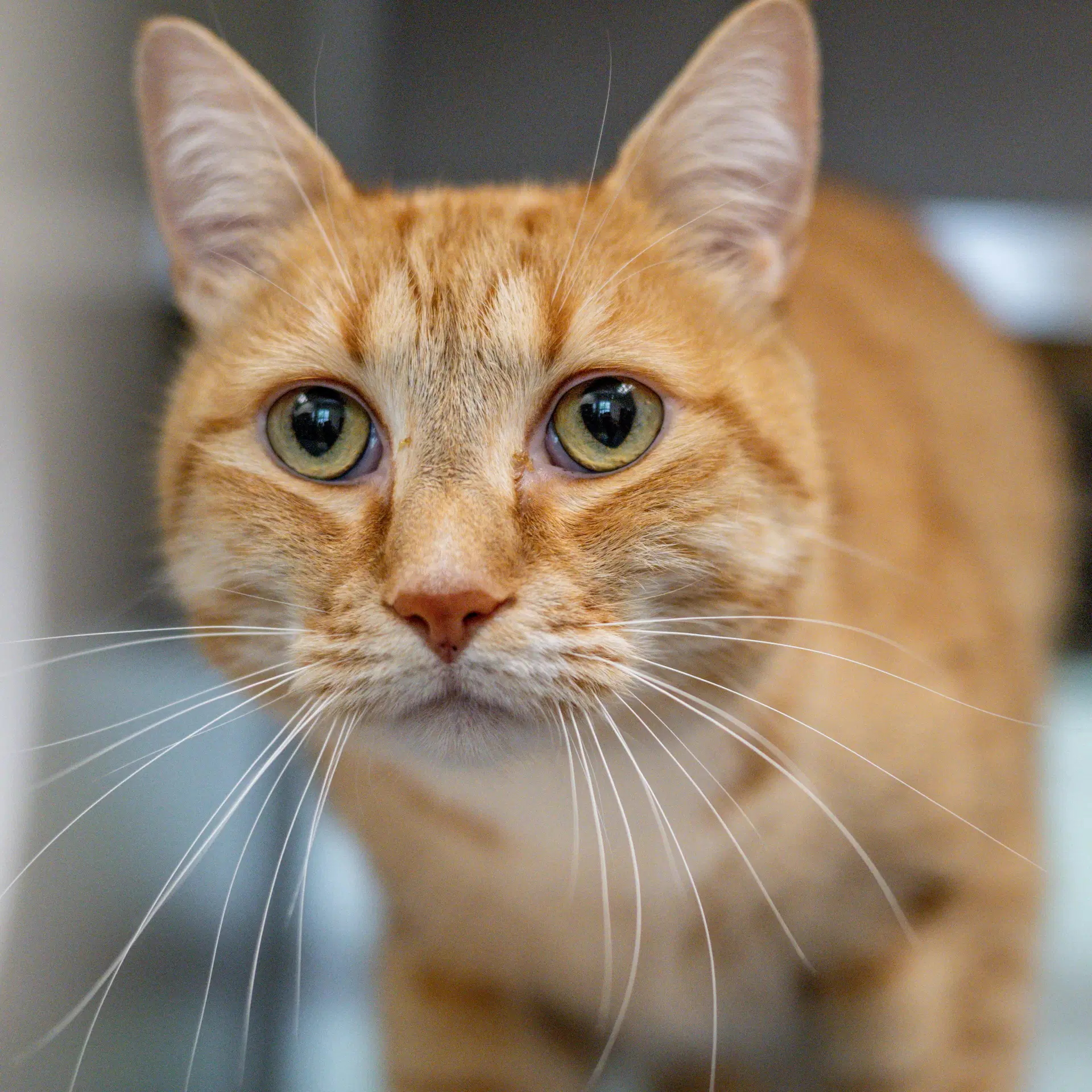 Wybie - Domestic Short Hair