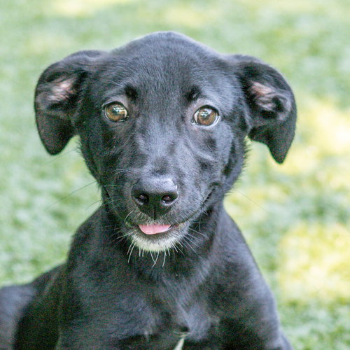 Wilder, a dog for adoption from Hilton Head Humane Association