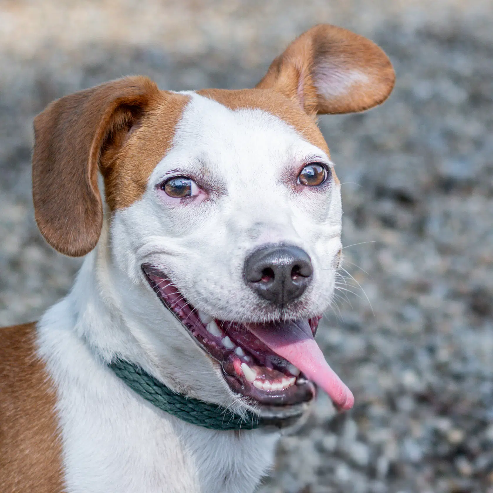 Jolene - Hound