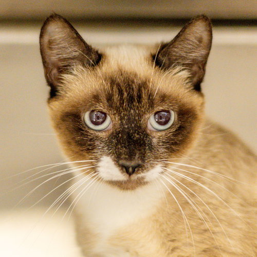 Latte, an adoptable Siamese in Hilton Head, SC