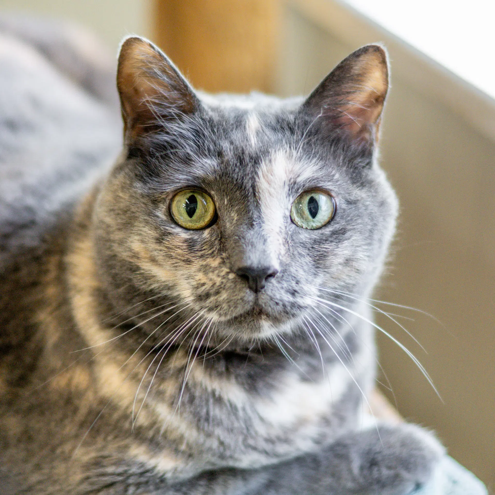 Anna - Domestic Short Hair