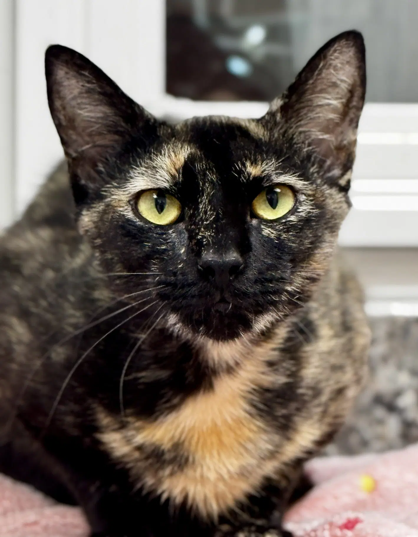Cheerwine - Domestic Short Hair
