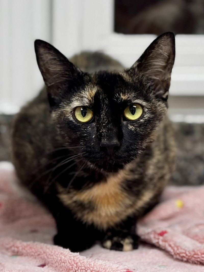 Cheerwine, an adoptable Domestic Short Hair / Mixed (short coat)