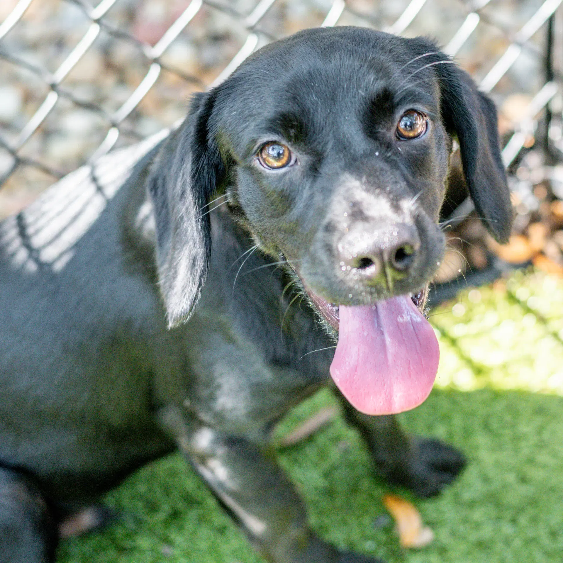 Snoop - Cocker Spaniel