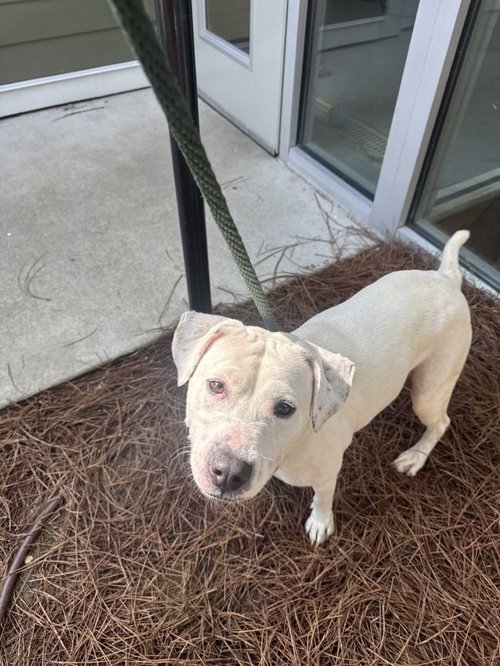 Dumpling, an adoptable Terrier in Hilton Head, SC