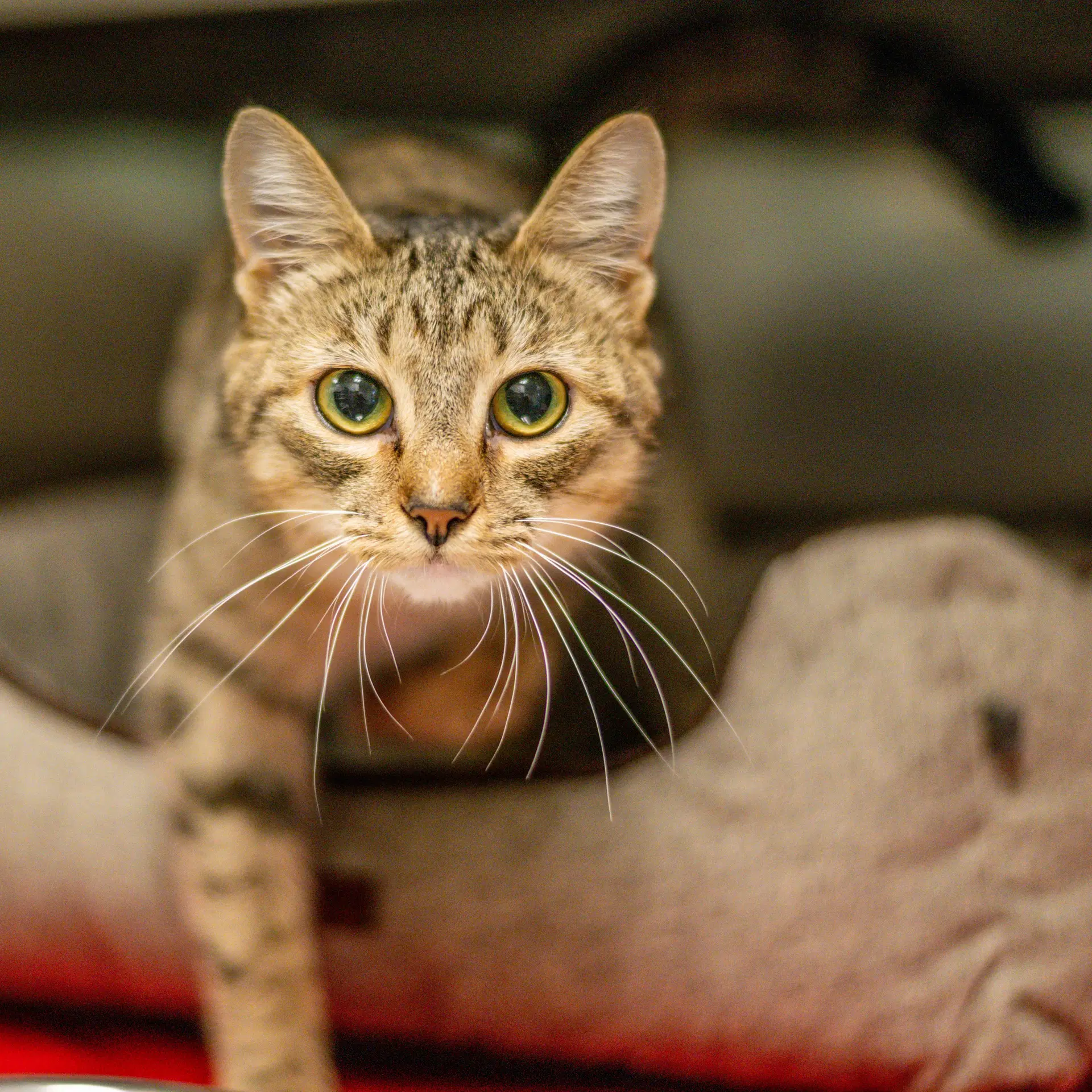 Cece - Domestic Short Hair