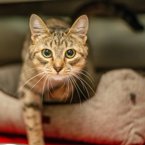 Cece, a cat for adoption from Hilton Head Humane Association