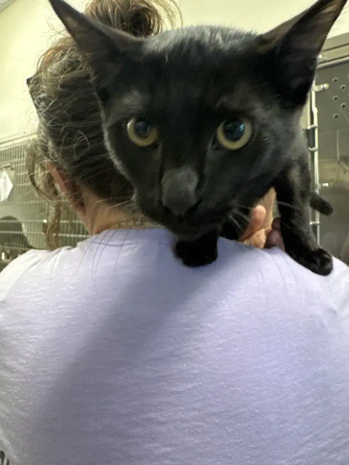 Rupert - Domestic Short Hair