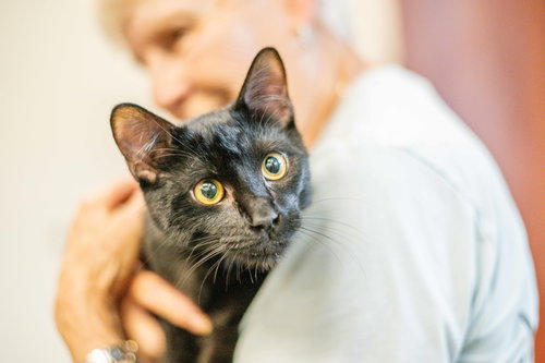 Rupert, an adoptable Domestic Short Hair / Mixed (short coat)