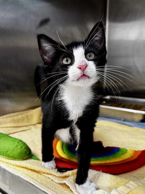 Figaro, an adoptable Domestic Short Hair in Hilton Head, SC
