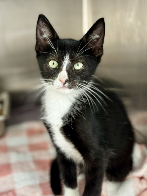 Ross