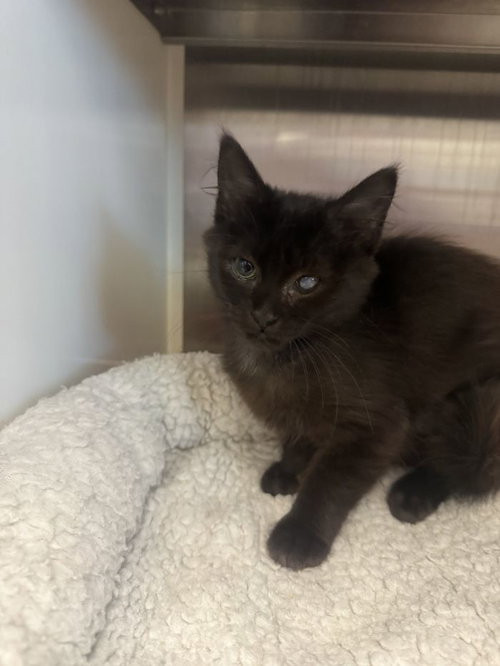 Felicia, an adoptable Domestic Short Hair in Hilton Head, SC