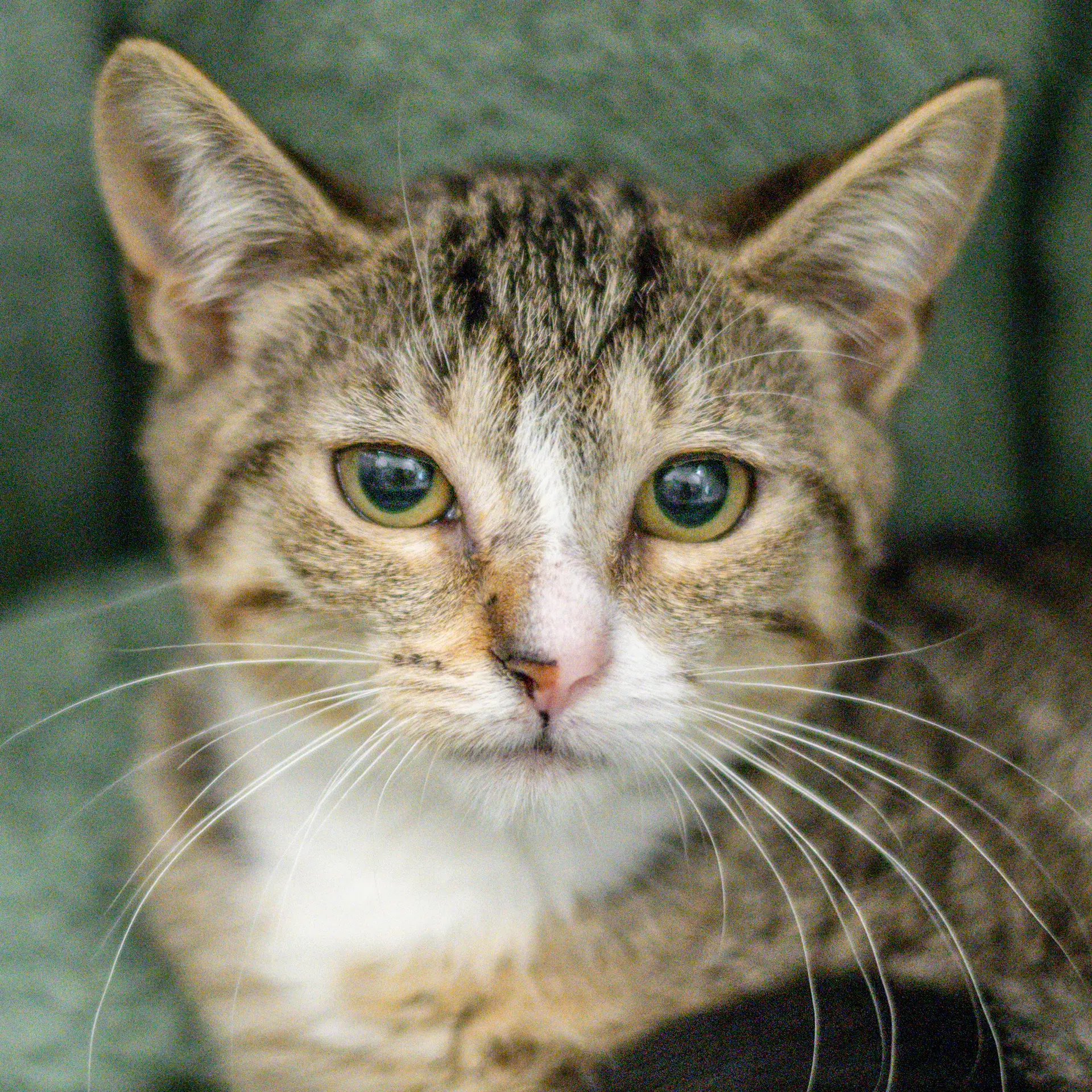 Baileigh - Domestic Short Hair