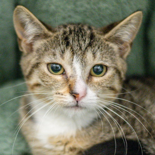 Baileigh, a cat for adoption from Hilton Head Humane Association