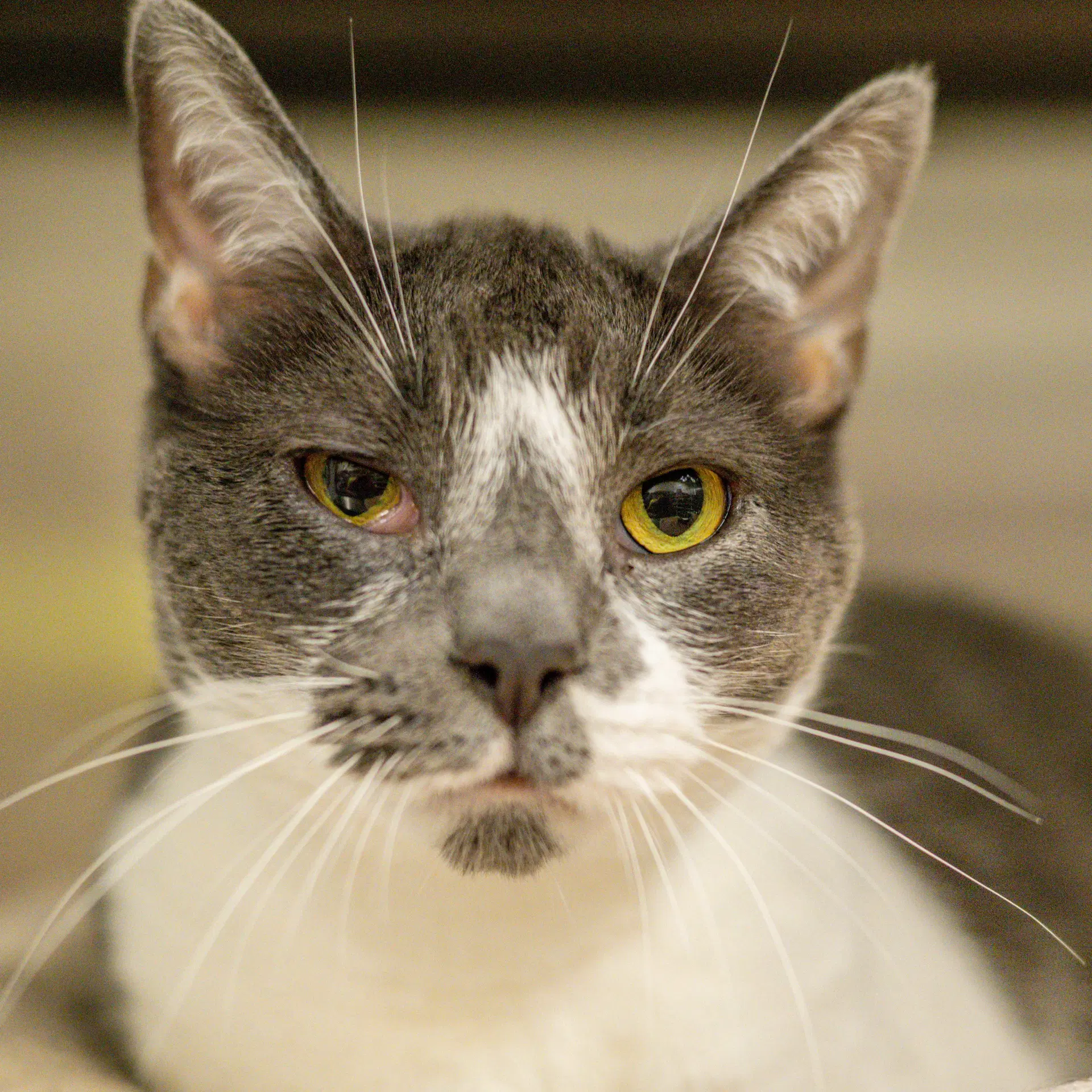 Georgie - Domestic Short Hair