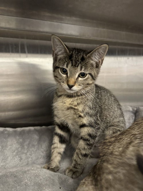 Bianca, an adoptable Domestic Short Hair in Hilton Head, SC