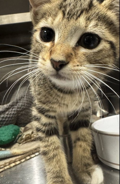 Babette, an adoptable Domestic Short Hair in Hilton Head, SC