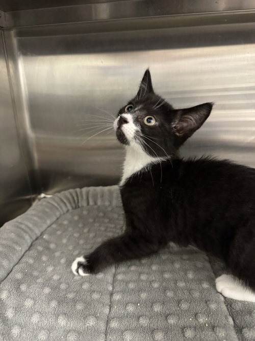 Bobbidi, an adoptable Domestic Short Hair in Hilton Head, SC