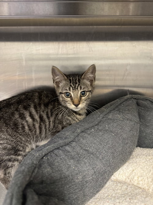 Carnival, an adoptable Domestic Short Hair in Hilton Head, SC