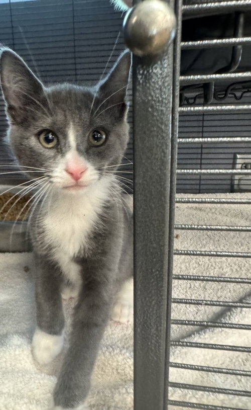Gaston, an adoptable Domestic Short Hair in Hilton Head, SC